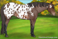 Horse Color:White Spotted Bay Appaloosa