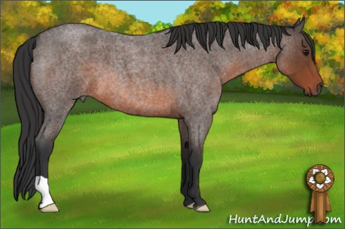 Horse Color: Brown Roan 
