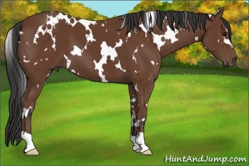 Horse Color: White Spotted Bay 