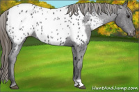 Horse Color:Smoky Black Appaloosa 