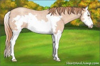 Horse Color:Gold Champagne Roan Splash Frame Rabicano 