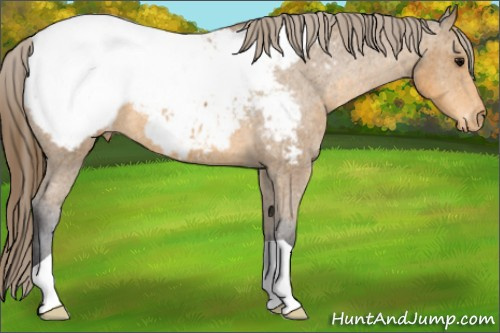Horse Color: Buckskin Snowcap 