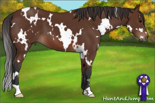 Horse Color: White Spotted Bay 