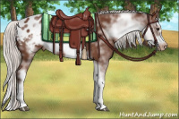 Horse Color:White Spotted Silver Bay Sabino Splash Frame Appaloosa Rabicano 