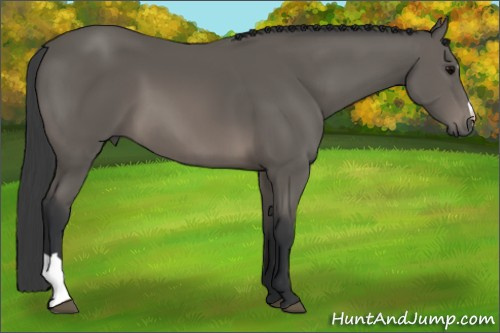 Horse Color: Brown 