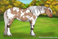 Horse Color:White Spotted Silver Bay Dun