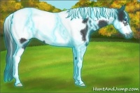 Horse Color:Thunderstruck Black Tobiano Frame Rabicano 