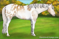 Horse Color:Gray Silver Amber Cream Champagne Tobiano Blanket Rabicano 