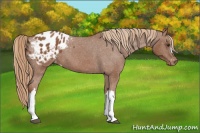 Horse Color:Chestnut Blanket 