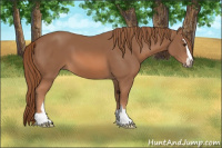 Horse Color:Chestnut Sabino