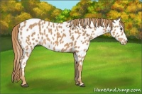 Horse Color:Chestnut Appaloosa 