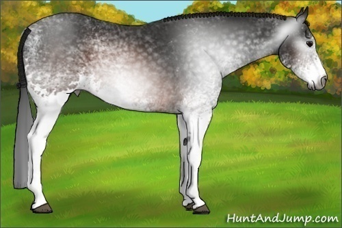 Horse Color:Gray White Spotted Brown 
