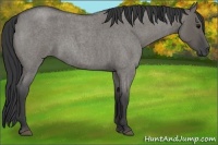 Horse Color:Grullo Roan Rabicano