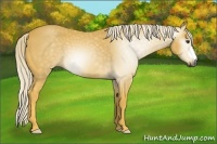 Horse Color:Gray Palomino 