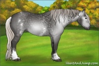 Horse Color:Gray White Spotted Silver Black