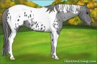 Horse Color:Black Tobiano Appaloosa