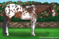 Horse Color:Brown Sabino Blanket 
