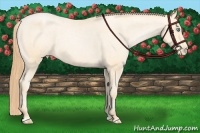 Horse Color:Buckskin Pearl Sabino Appaloosa 