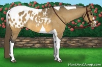 Horse Color:Buckskin Tobiano Blanket Rabicano 