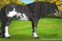 Horse Color:Black Frame  Brindle