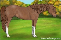 Horse Color:Chestnut  Brindle