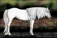 Horse Color:Gray Gold Cream Champagne Roan Dun Splash Appaloosa Rabicano 