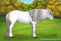 Horse Color:White Spotted Grullo Near Leopard Rabicano 