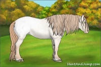 Horse Color:Gold Champagne Roan Dun Snowcap 