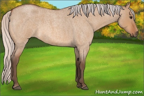 Horse Color:Silver Bay Roan Dun