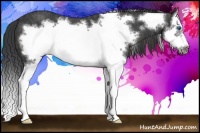 Horse Color:Black Splash Frame  Brindle