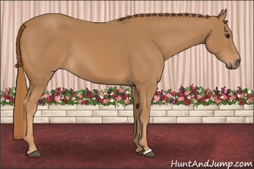 Horse Color: Chestnut 