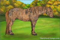 Horse Color:Blue Roan Brindle