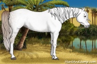 Horse Color:Gray Chestnut Sabino