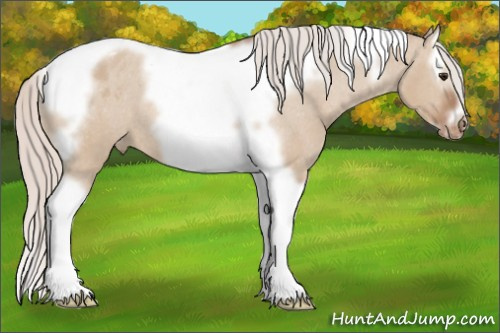 Horse Color:Silver Bay Dun Splash Tobiano Frame Appaloosa Rabicano 
