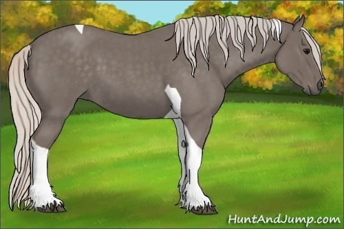 Horse Color:Unknown 