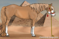 Horse Color:Chestnut Sabino 