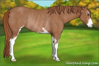 Horse Color:Chestnut Sabino Rabicano 