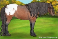 Horse Color:Brown Appaloosa 