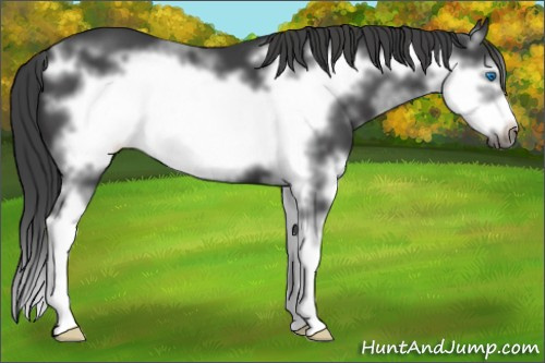 Horse Color: Black Splash Frame 