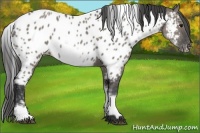 Horse Color:White Spotted Grullo Near Leopard Rabicano 