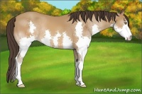 Horse Color:Sable Cream Champagne Splash Rabicano 