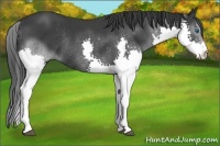Horse Color:Black Splash Rabicano 