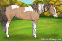 Horse Color:Bay Splash Tobiano Appaloosa Brindle