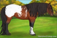 Horse Color:Brown Appaloosa 