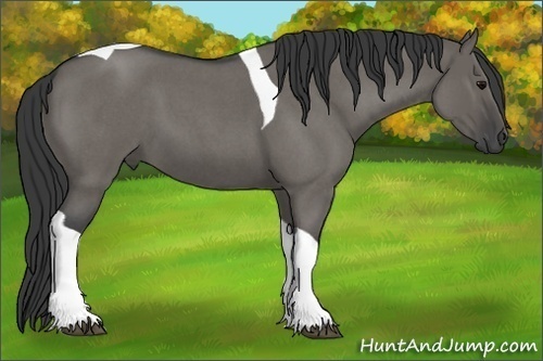 Horse Color:Grullo Roan Tobiano