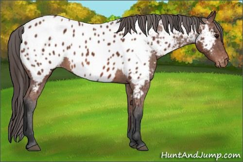 Horse Color: Unknown 