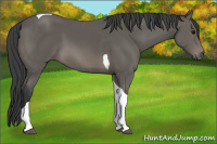 Horse Color:Black Tobiano