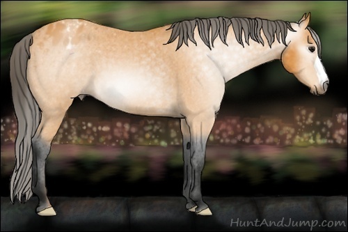 Horse Color:Gray Buckskin Blanket 