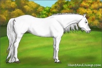 Horse Color:Gray Chestnut Near Leopard 