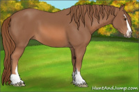 Horse Color:Liver Chestnut Sabino 